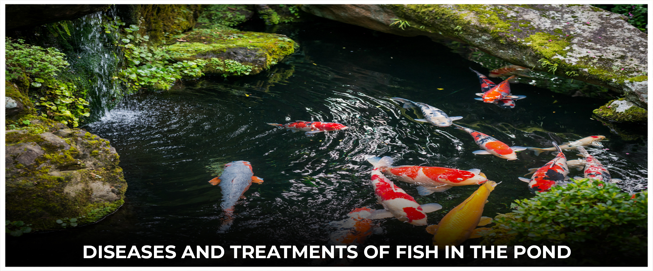  Diseases and Treatments Of Fish In The Pond