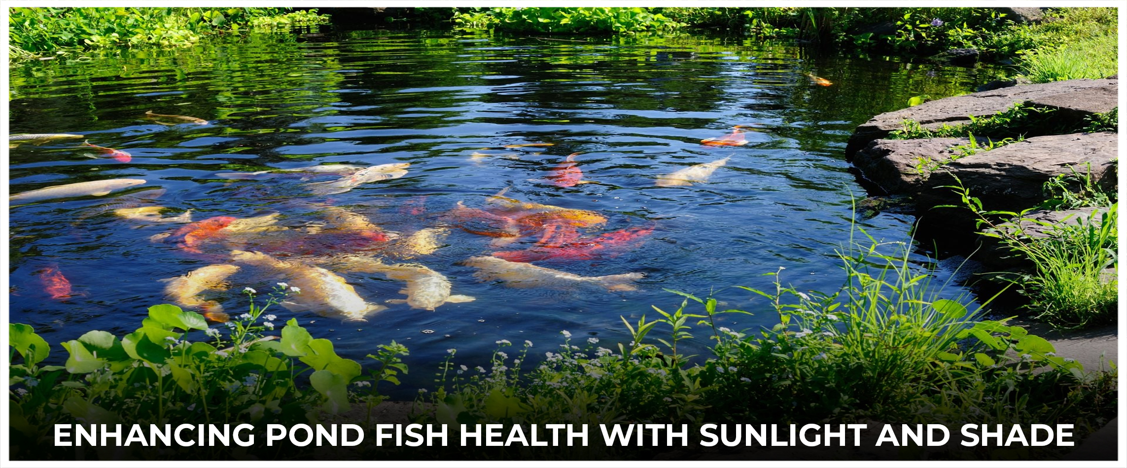  Enhancing Pond Fish Health with Sunlight and Shade