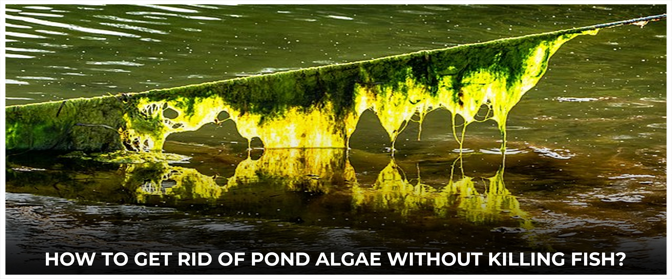 How To Get Rid Of Pond Algae Without Killing Fish