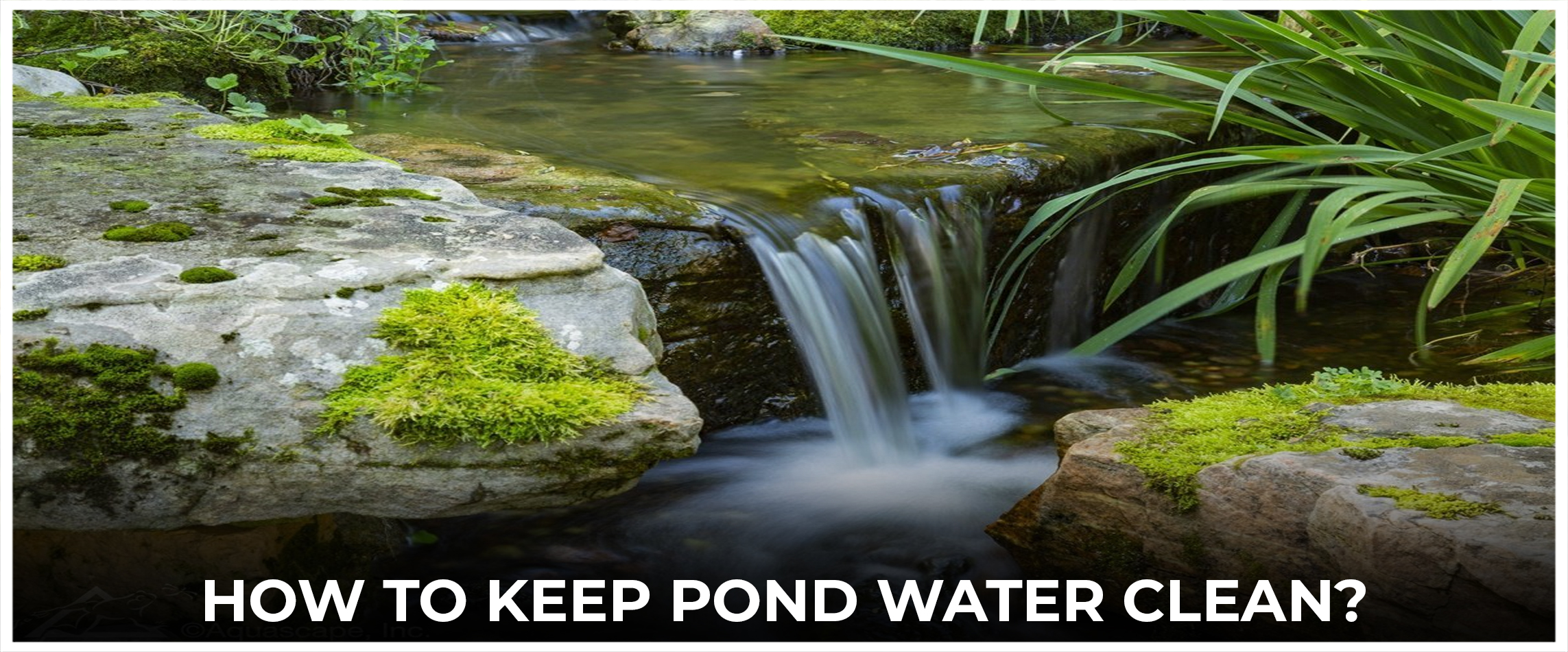  How To Keep Pond Water Clean