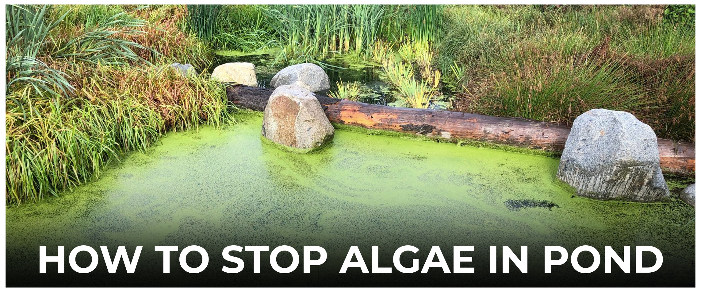  How To Stop Algae In Pond