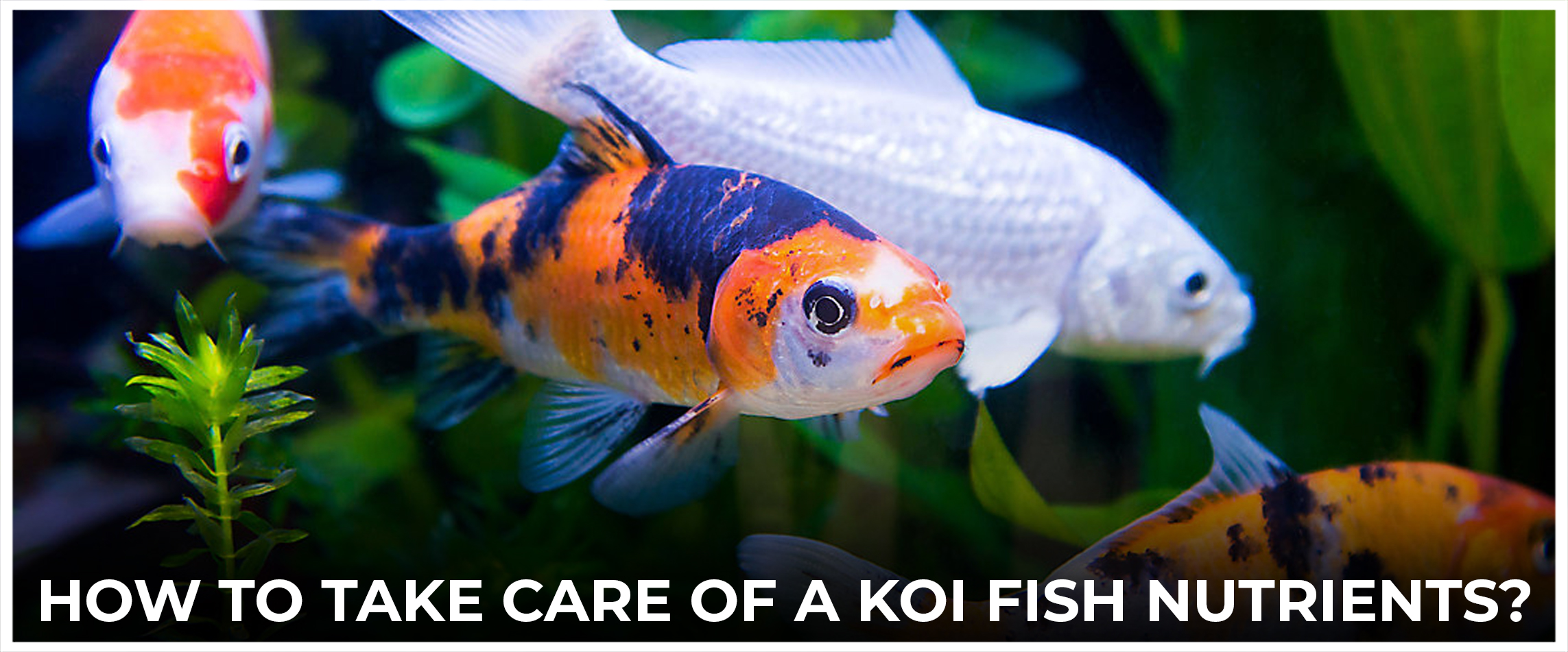 How To Take Care Of A Koi Fish Nutrients