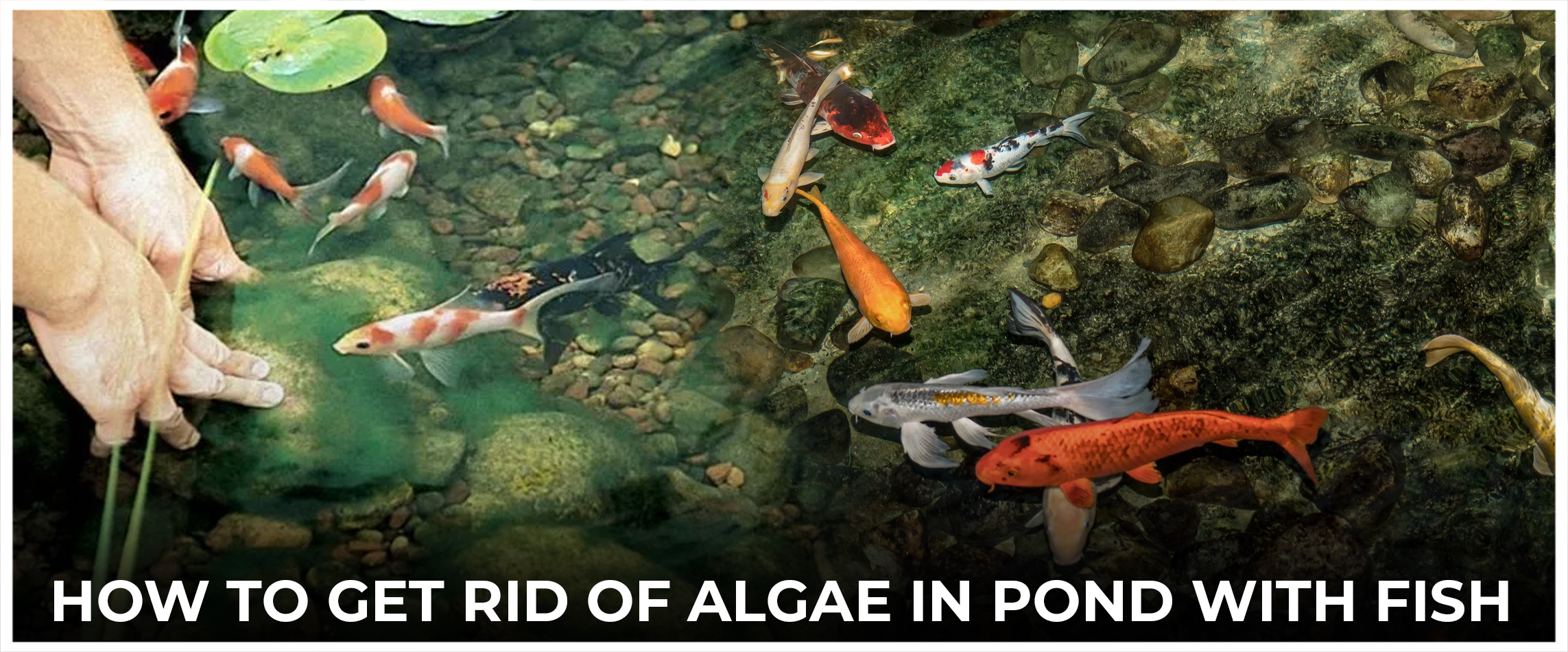 How to Get Rid of Algae in Pond with Fish