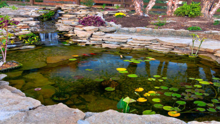 Koi Pond Maintenance | Expert Advice and Solutions