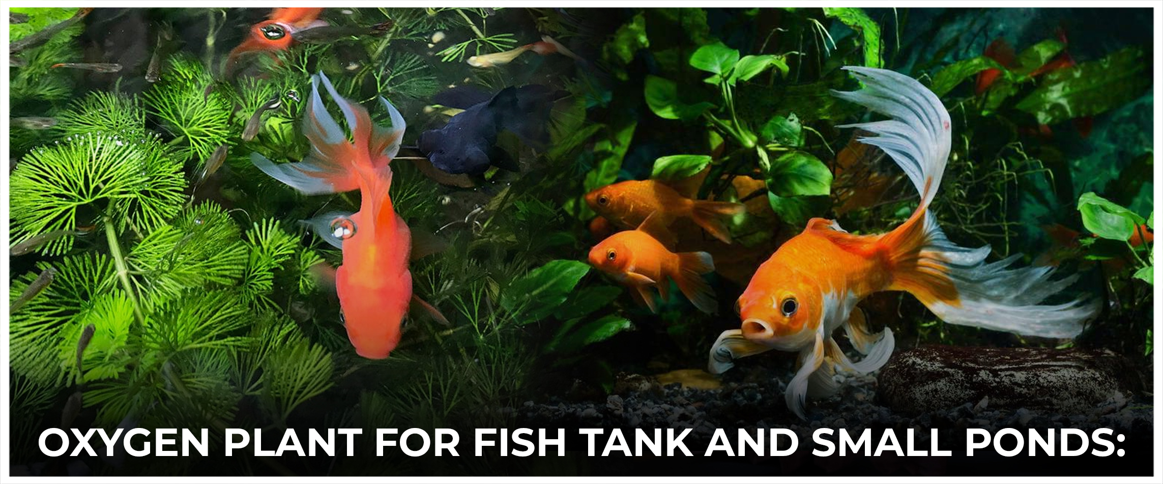  Oxygen Plant For Fish Tank and Small Ponds