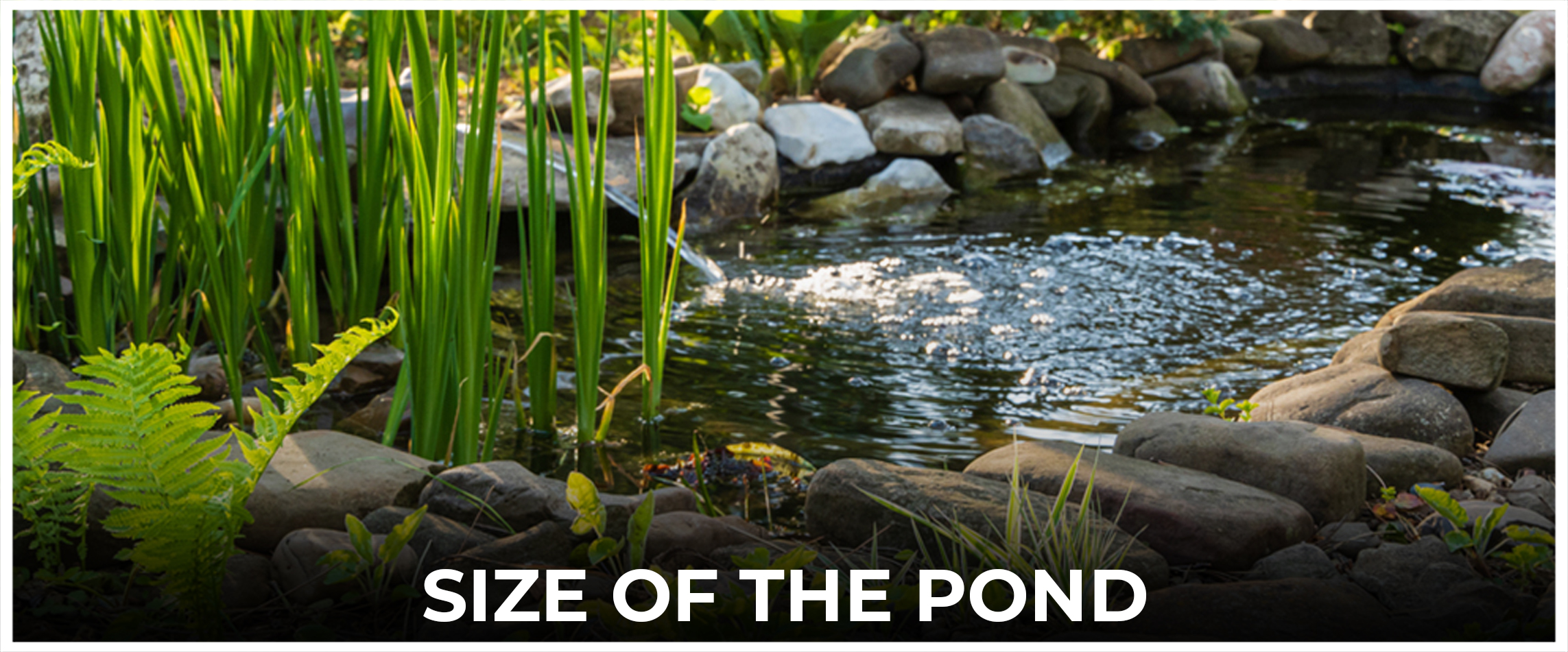  Size of the Pond