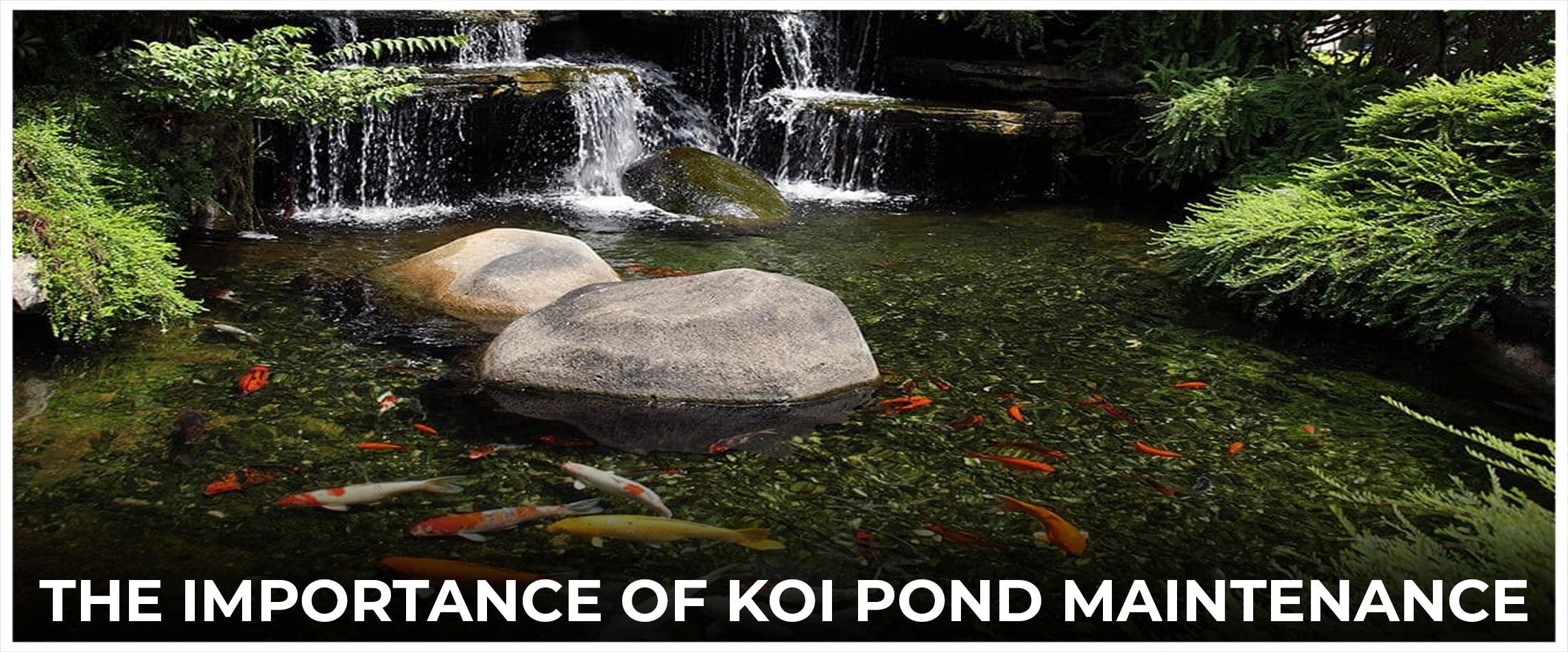  The Importance of Koi Pond Maintenance