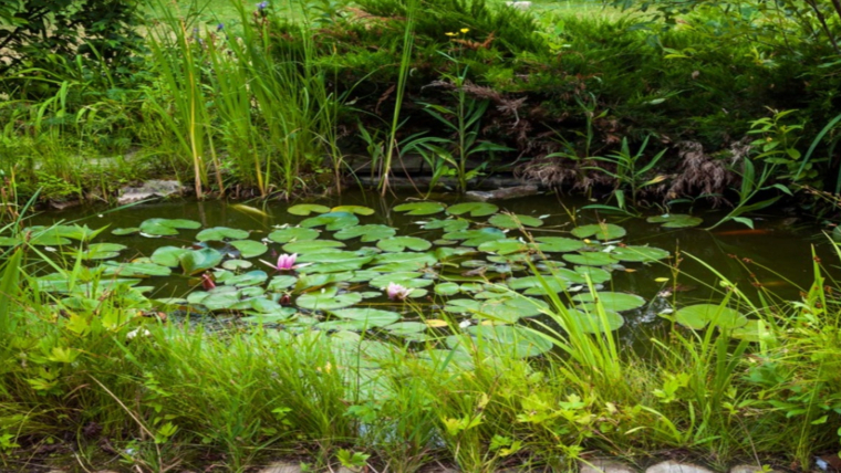 Enhance Your Aquatic Paradise: The Power of Oxygenating Pond Plants