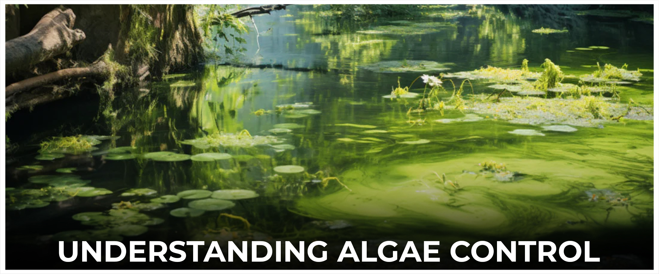 Understanding Algae Control