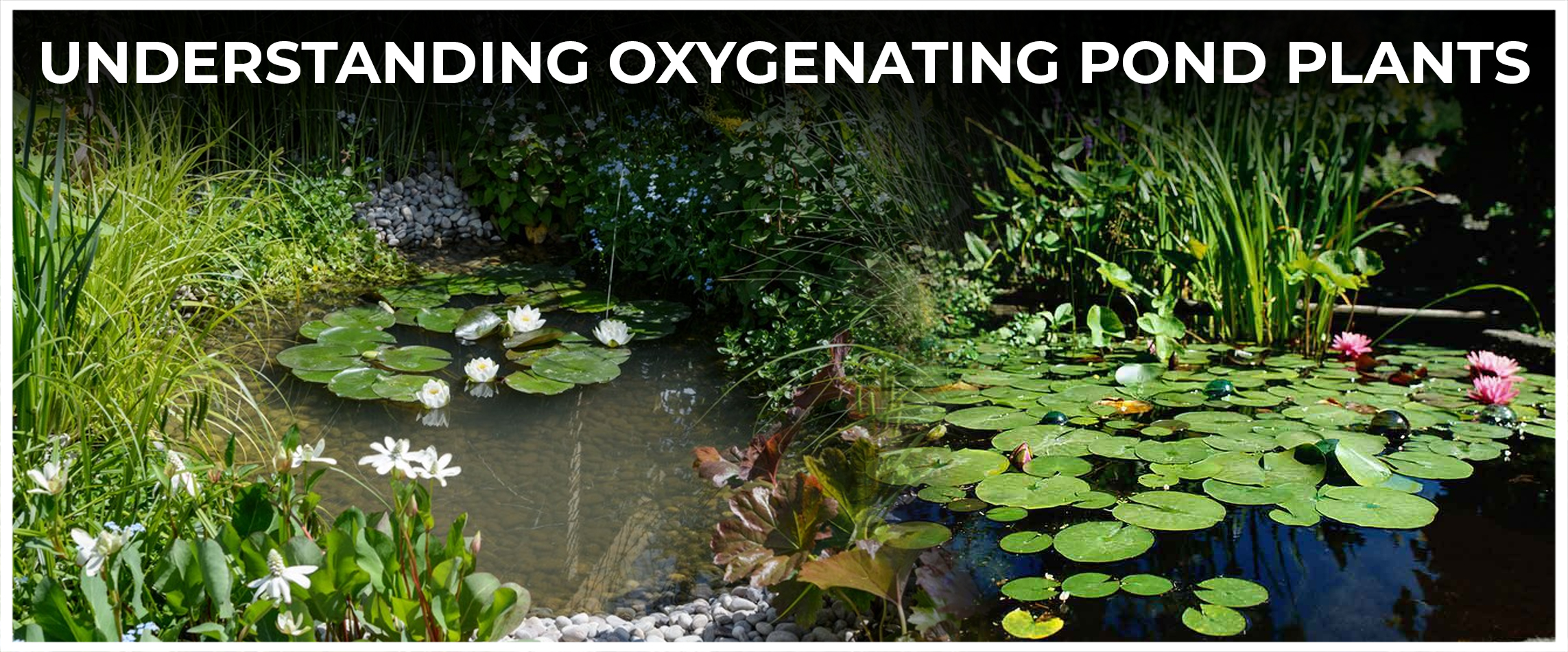 Understanding Oxygenating Pond Plants