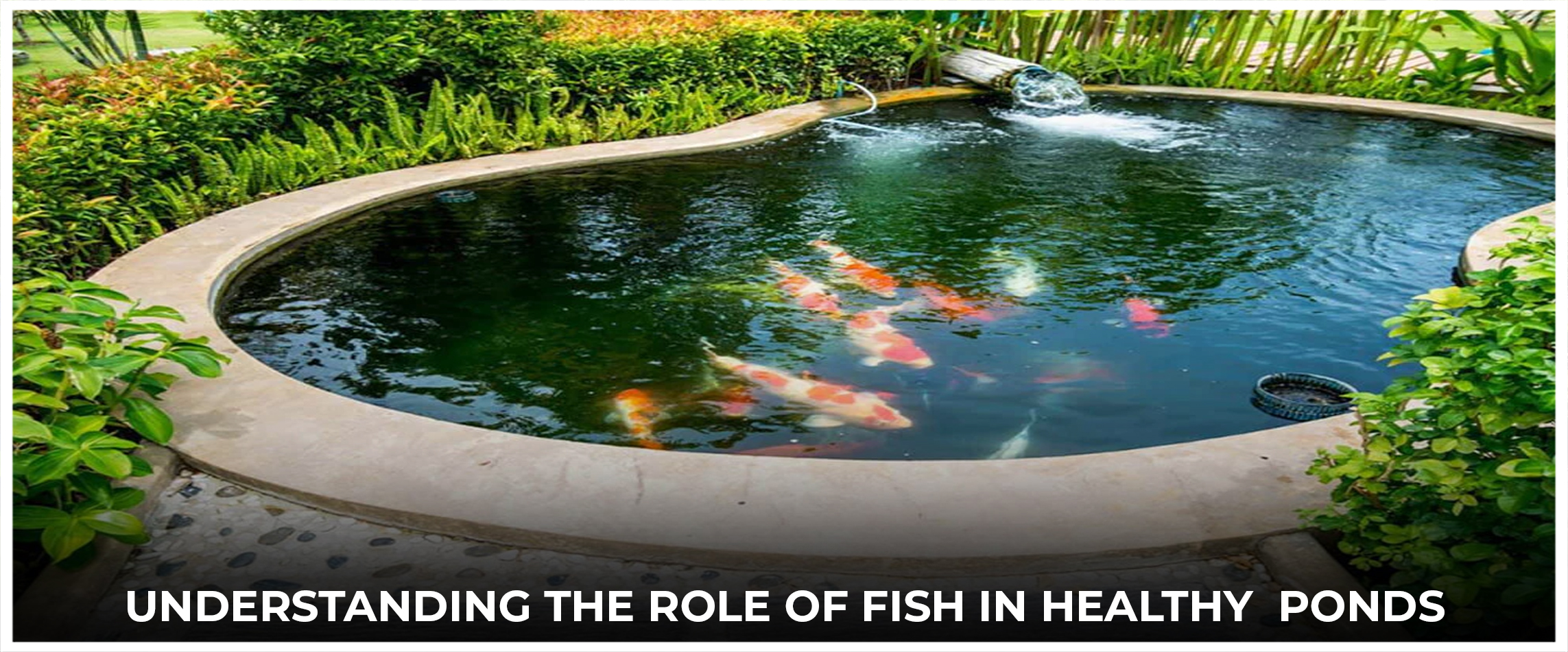 Understanding The Role Of Fish In Healthy Ponds