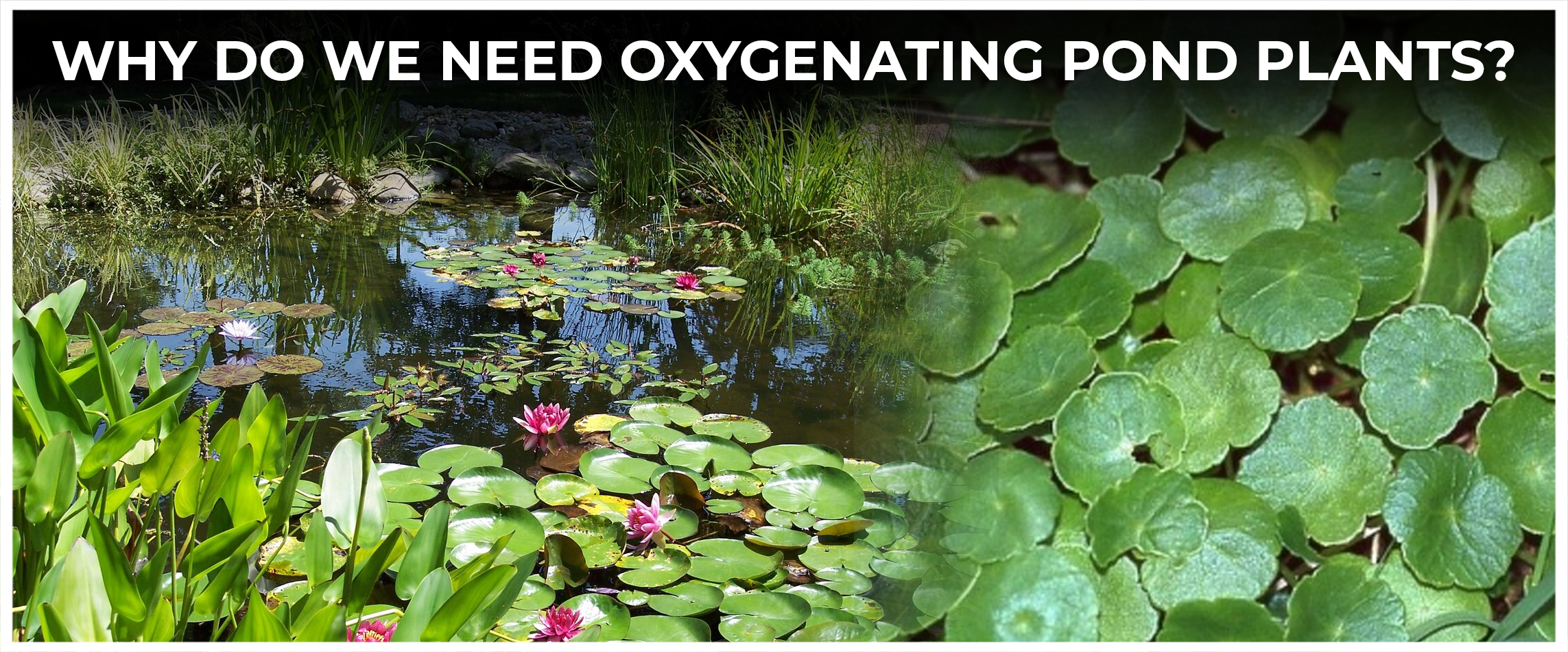  Why Do We Need Oxygenating Pond Plants