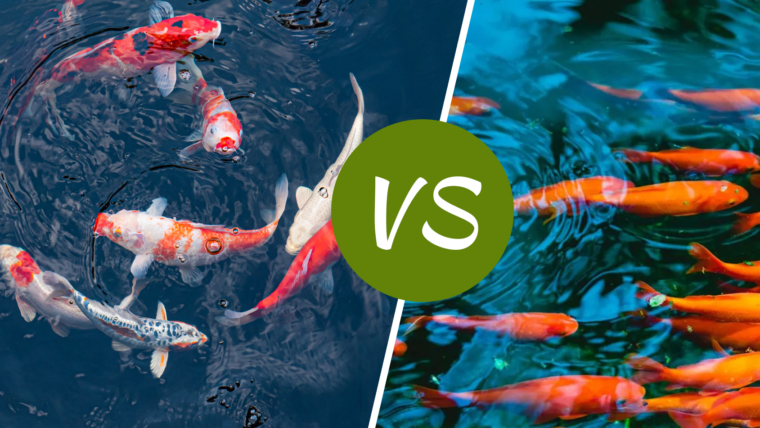 Koi vs Goldfish: Discover the Best Choice for Enhancing Your Small Backyard Pond