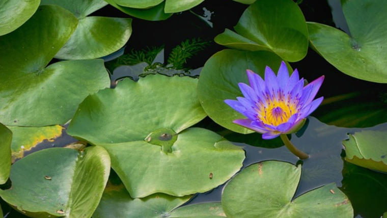 Edible Pond Plants Adding Functionality to Beauty