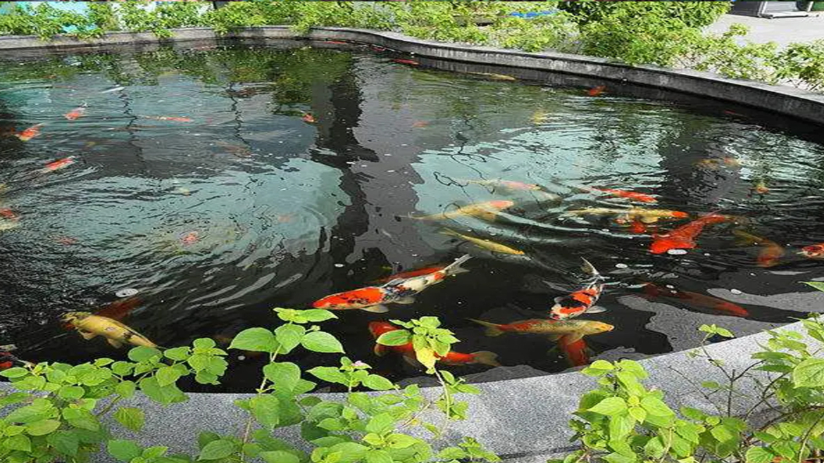 Solving Common Koi Pond Problems Expert Advice and Solutions