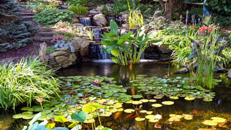 The Best Pond Plants for Clear Water Natural Filtration Solutions